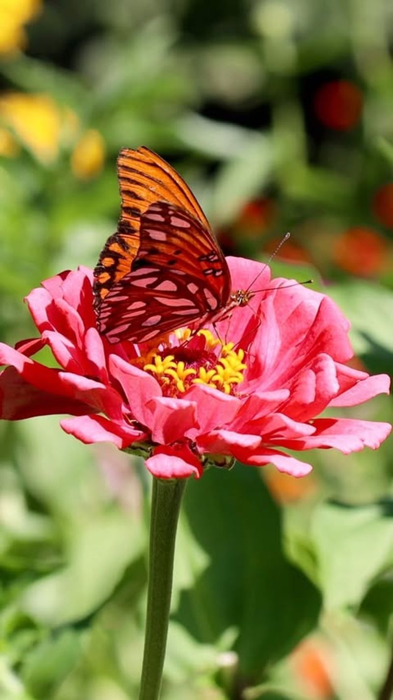 Zinnia