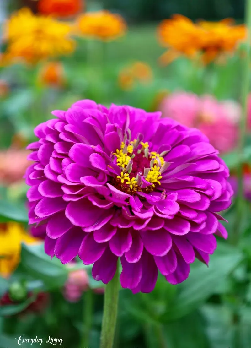 Zinnia