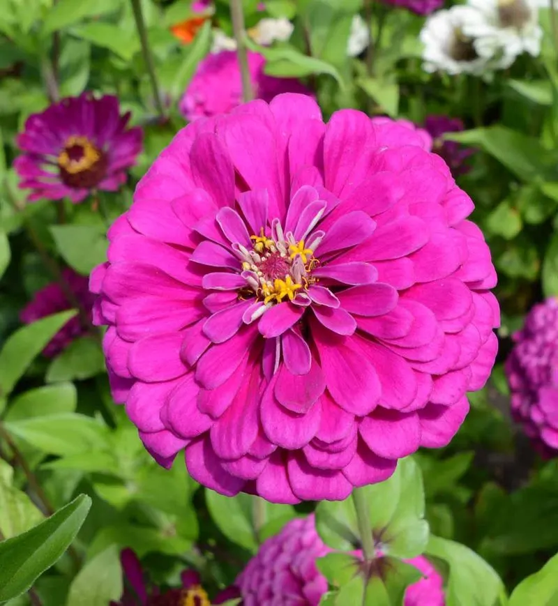 Zinnia