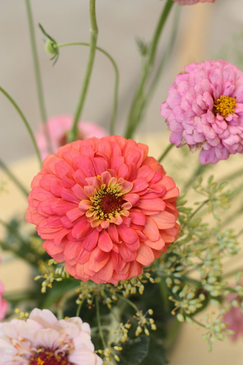 Zinnia Zeal