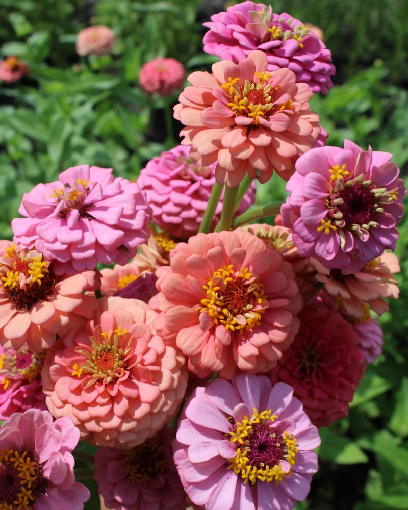 Zinnias