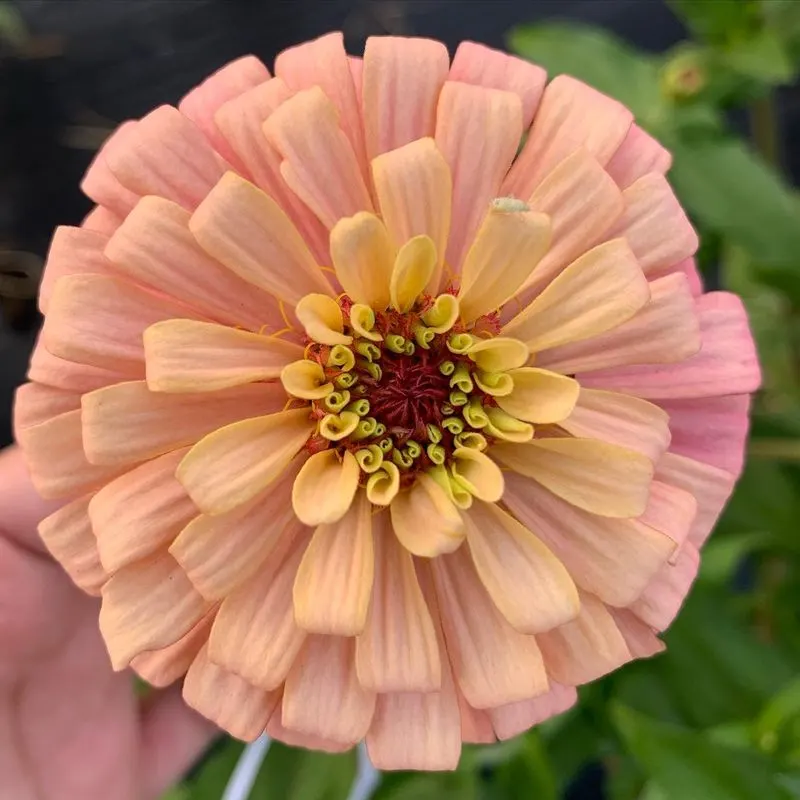 Zinnias