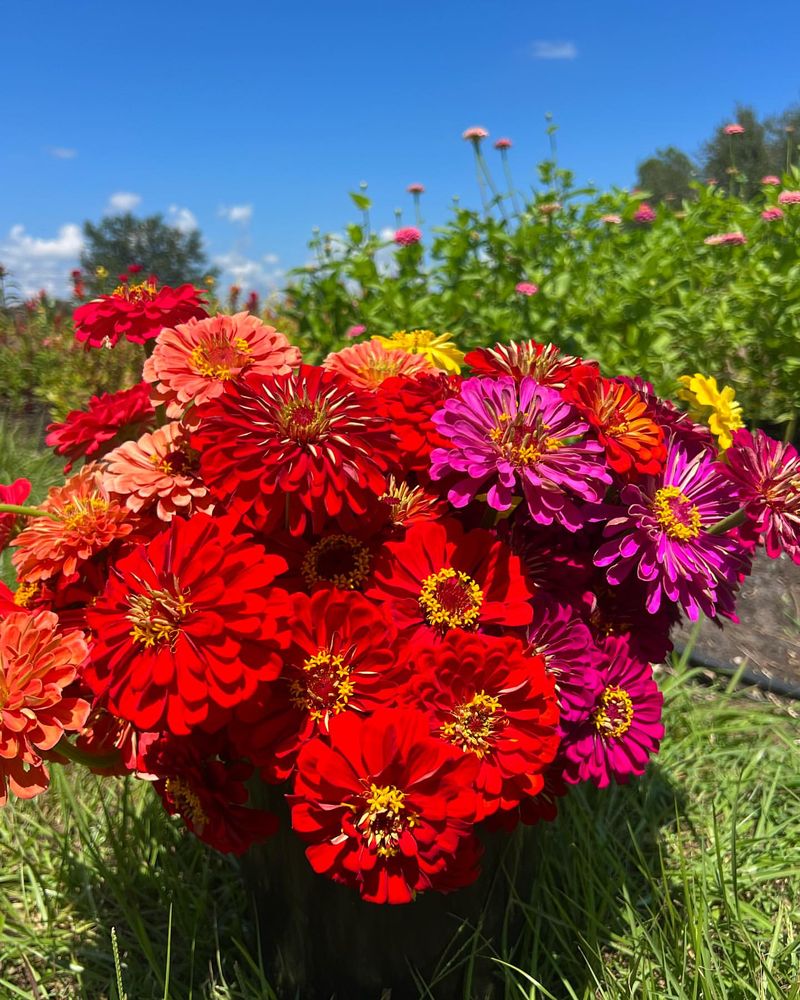 Zinnias