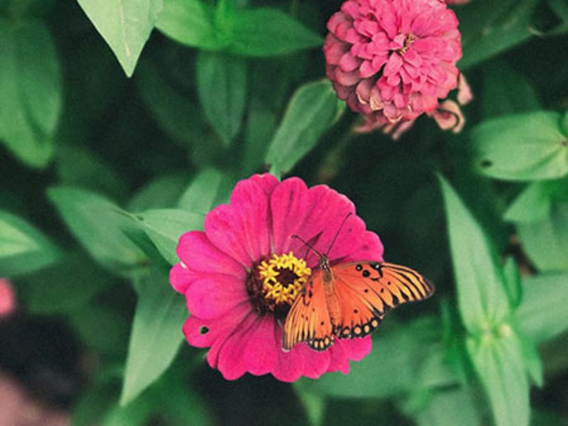 Zinnias