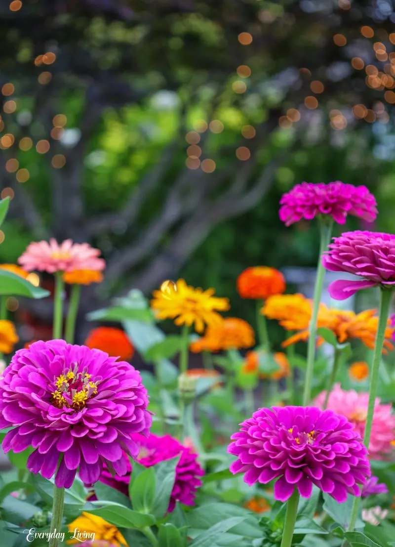 Zinnias