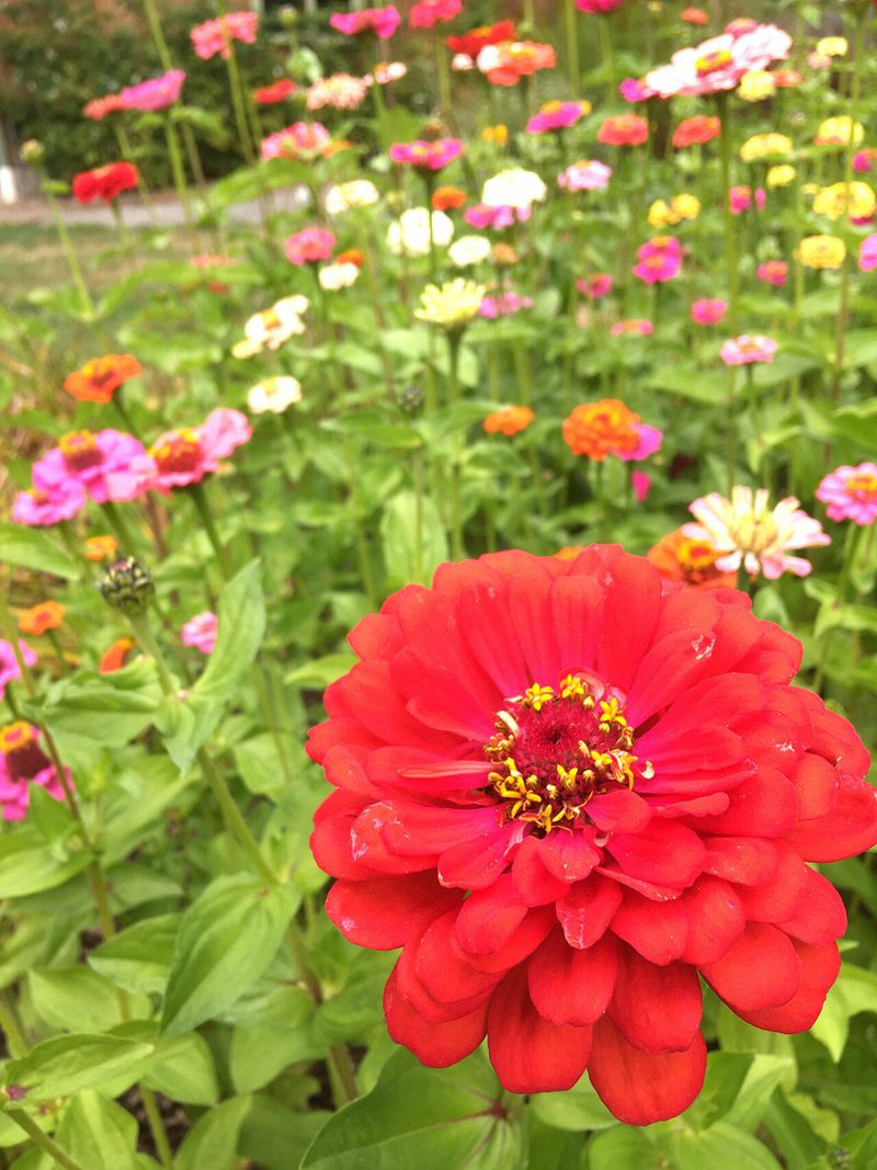 Zinnias