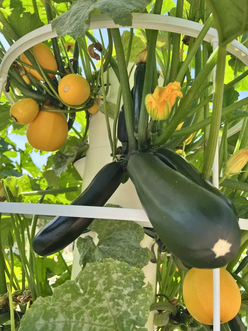 Zucchini Swings