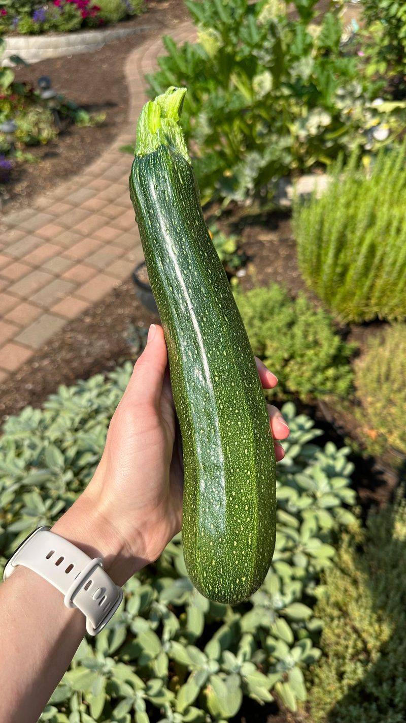 Zucchini