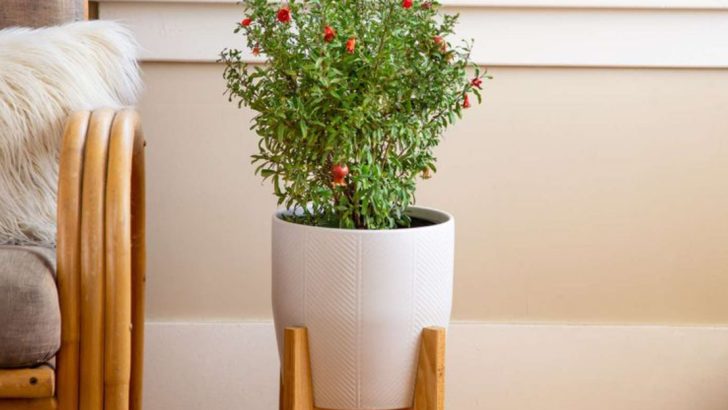 10 Indoor Fruit Trees That Can Produce Year-Round