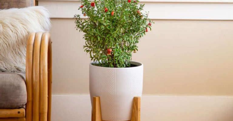 10 Indoor Fruit Trees That Can Produce Year-Round