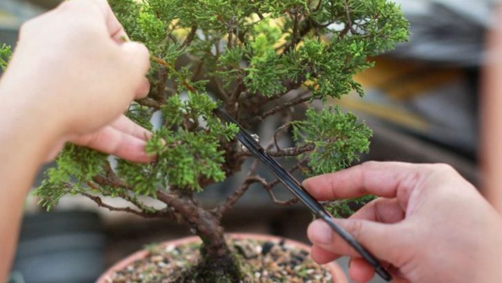 10 Mistakes People Make When Growing Bonsai Trees