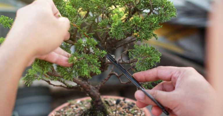 10 Mistakes People Make When Growing Bonsai Trees