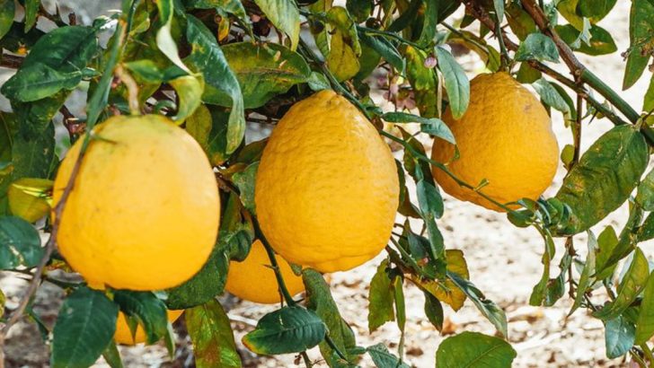 10 Reasons Your Lemon Tree Leaves Are Turning Yellow