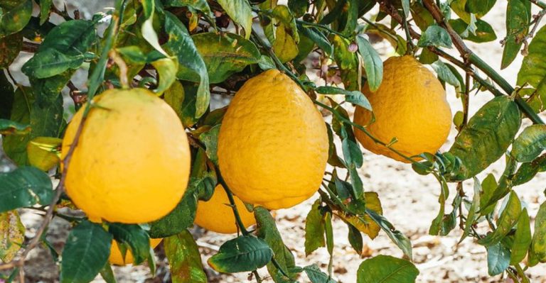 10 Reasons Your Lemon Tree Leaves Are Turning Yellow