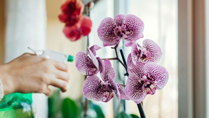 10 Secrets to Successfully Growing Orchids at Home