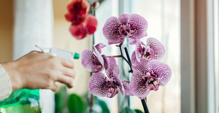 10 Secrets to Successfully Growing Orchids at Home