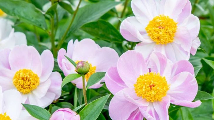 10 Stunning Perennial Flowers That Return Year After Year