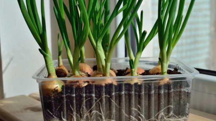 10 Tips for Growing Onions from Seed for Beginners