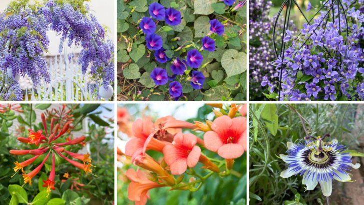 10 Vining Plants That Will Take Over a Fenceline