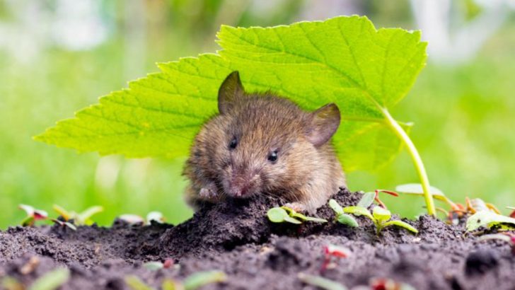 11 Effective Ways to Stop Rats From Eating Your Garden Veggies