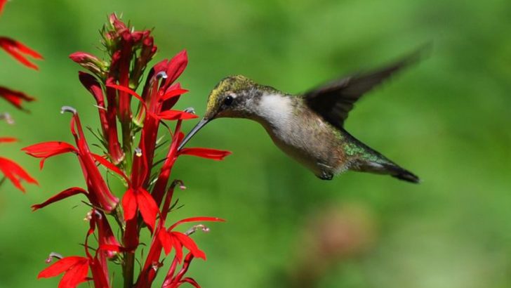 11 Flowers That Look Like Birds