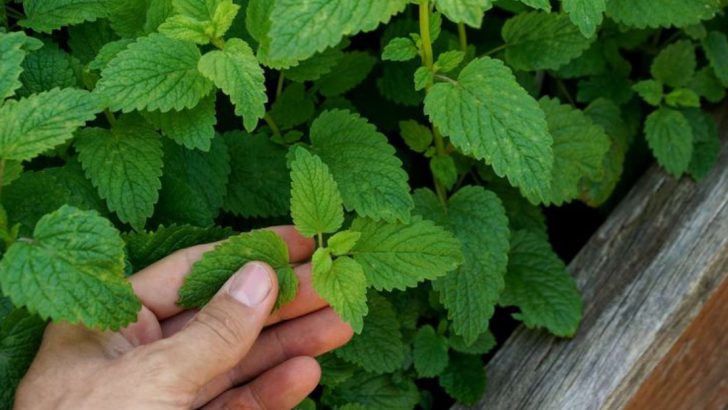 11 Plants That Repel Mosquitoes and Other Annoying Insects