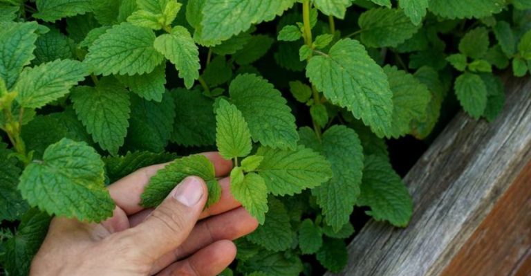 11 Plants That Repel Mosquitoes and Other Annoying Insects