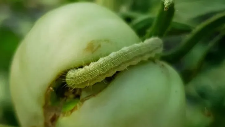 11 Simple Tips on How to Get Rid of Cutworms in Your Garden