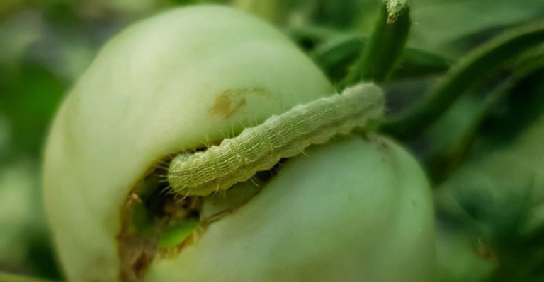 11 Simple Tips on How to Get Rid of Cutworms in Your Garden