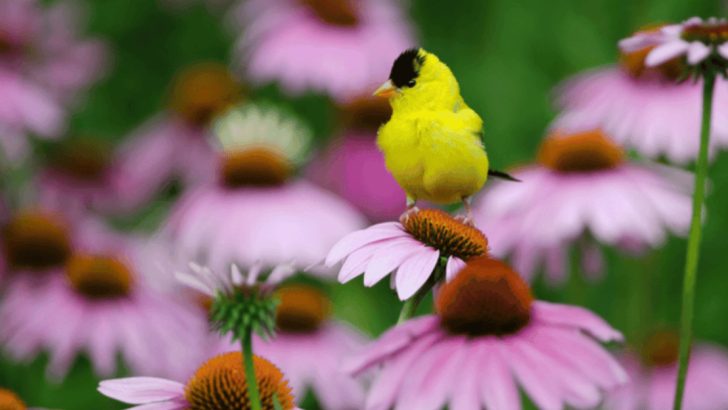 12 Gorgeous Plants That Attract Birds – Turn Your Garden into a Haven