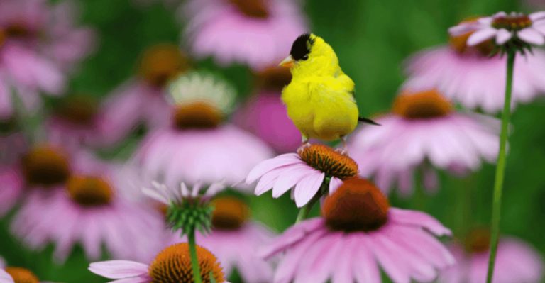 12 Gorgeous Plants That Attract Birds – Turn Your Garden into a Haven