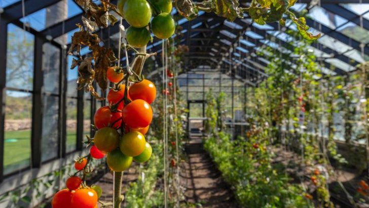 12 Tomato Support Solutions That Will Save Your Garden