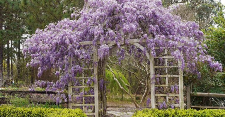 12 Climbing Plants That Will Transform Your Garden Walls