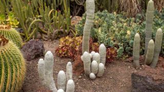 12 Heat-Resistant Plants That Thrive in Scorching Summers - Plantisima