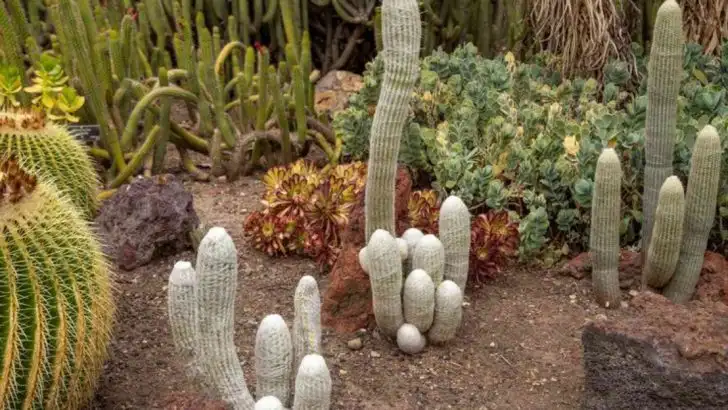 12 Heat-Resistant Plants That Thrive in Scorching Summers