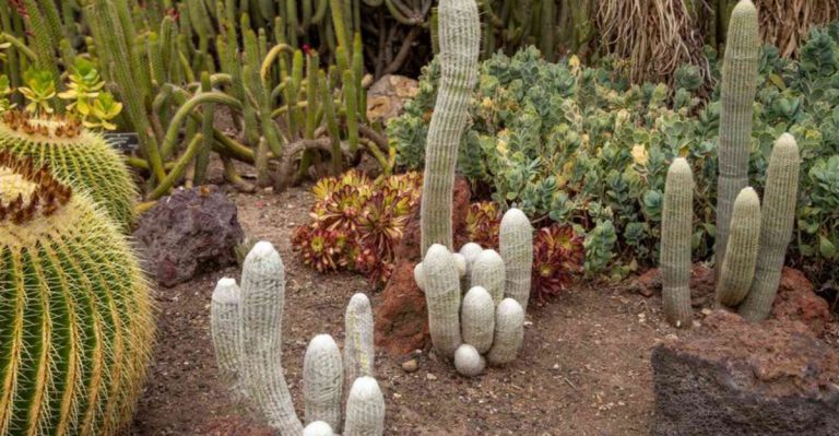 12 Heat-Resistant Plants That Thrive in Scorching Summers