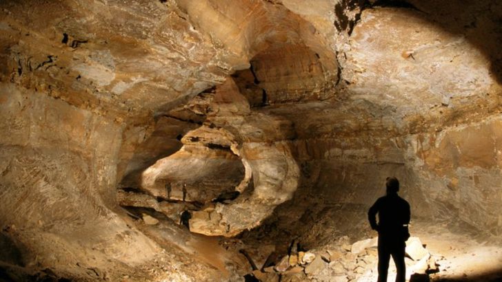 12 Mysterious Underground Forests That Scientists Are Still Studying