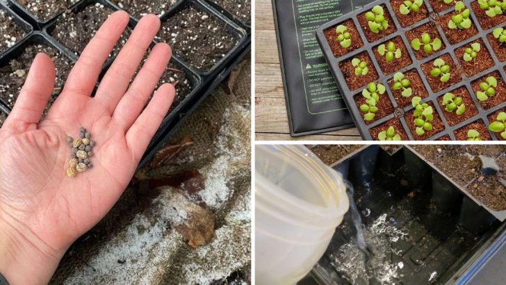 13 Seed Starting Secrets Every Gardener Should Know