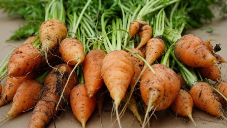 13 Essential Tips for Growing Carrots from Seed Successfully