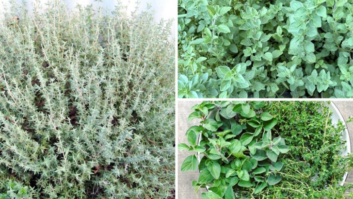 13 of the Best Companion Plants for Thyme