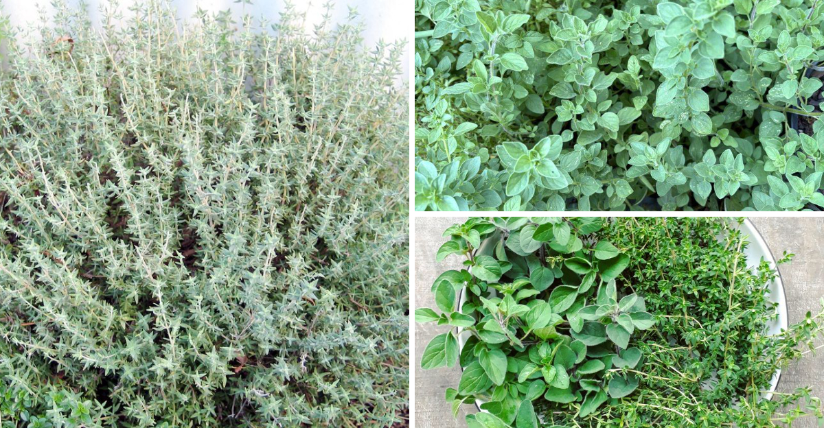 13 of the Best Companion Plants for Thyme