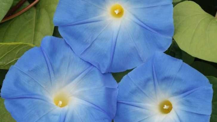 13 Rare Flowers That Bloom for Just One Day