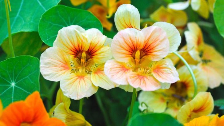 10 Reasons You Should Grow Nasturtiums in Your Garden This Year