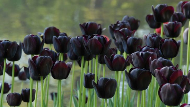 13 Stunning Black Flowers to Add Drama to Your Garden