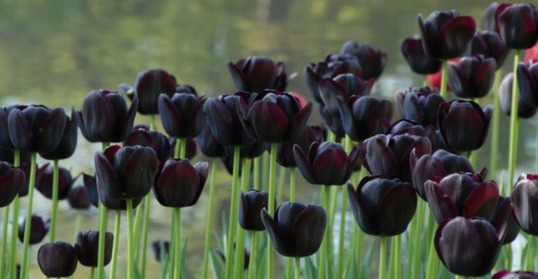 13 Stunning Black Flowers to Add Drama to Your Garden