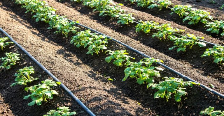 14 Eco-Friendly Gardening Hacks to Conserve Water and Protect Nature