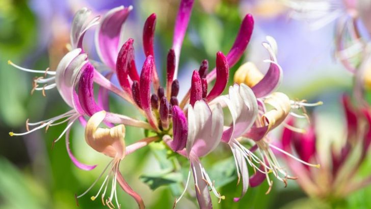 14 Fragrant Plants That Will Make Your Garden Smell Amazing