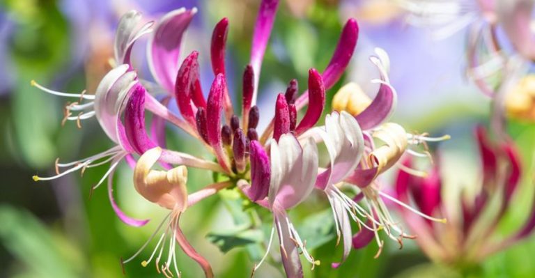 14 Fragrant Plants That Will Make Your Garden Smell Amazing