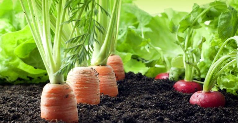 14 Best Carrot Companion Plants for a Bigger Harvest