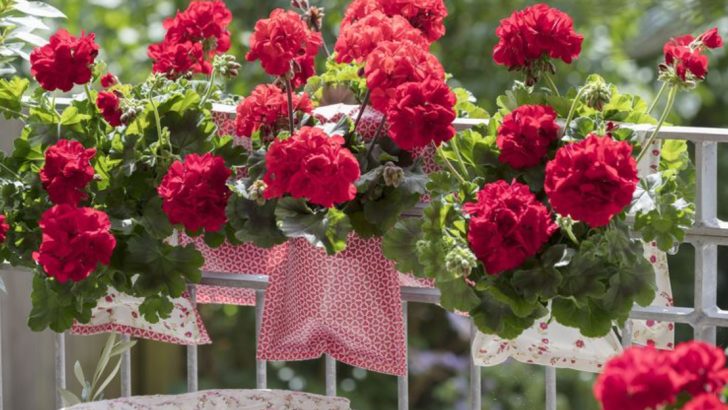 14 Best Plants for Decorating Small Balconies and Patios